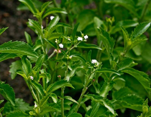 Стевия приморская сластена